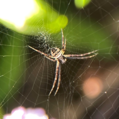 Gea theridioides (An orb weaver spider) at Braddon, ACT - 22 Dec 2023 by Hejor1