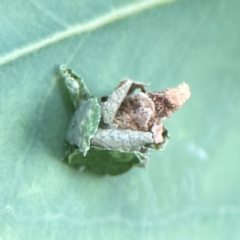 Psychidae (family) IMMATURE (Unidentified case moth or bagworm) at Braddon, ACT - 22 Dec 2023 by Hejor1