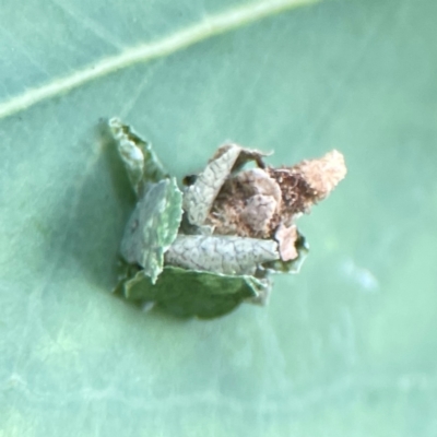 Psychidae (family) IMMATURE (Unidentified case moth or bagworm) at Haig Park - 22 Dec 2023 by Hejor1