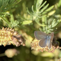 Zizina otis (Common Grass-Blue) at Braddon, ACT - 22 Dec 2023 by Hejor1