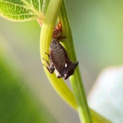 Acanthuchus trispinifer (Three-horned treehopper) at Haig Park - 22 Dec 2023 by Hejor1