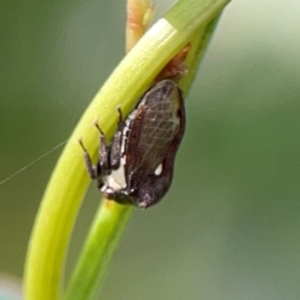 Acanthuchus trispinifer at City Renewal Authority Area - 22 Dec 2023 06:03 PM