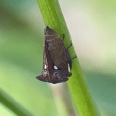 Acanthuchus trispinifer at City Renewal Authority Area - 22 Dec 2023 06:03 PM