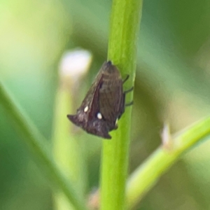 Acanthuchus trispinifer at City Renewal Authority Area - 22 Dec 2023 06:03 PM