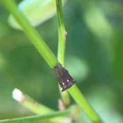 Acanthuchus trispinifer at City Renewal Authority Area - 22 Dec 2023 06:03 PM