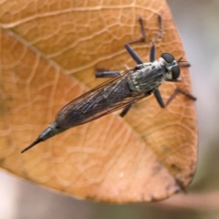 Unidentified Robber fly (Asilidae) at Braddon, ACT - 22 Dec 2023 by Hejor1