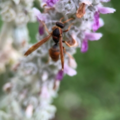 Polistes (Polistella) humilis (Common Paper Wasp) at Braddon, ACT - 22 Dec 2023 by Hejor1