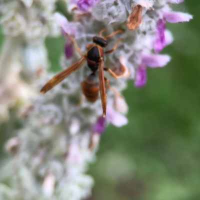 Polistes (Polistella) humilis (Common Paper Wasp) at Braddon, ACT - 22 Dec 2023 by Hejor1