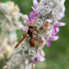 Polistes (Polistella) humilis at Haig Park - 22 Dec 2023 06:16 PM