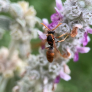 Polistes (Polistella) humilis at Haig Park - 22 Dec 2023 06:16 PM