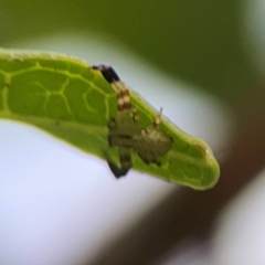 Thomisidae (family) (Unidentified Crab spider or Flower spider) at City Renewal Authority Area - 22 Dec 2023 by Hejor1