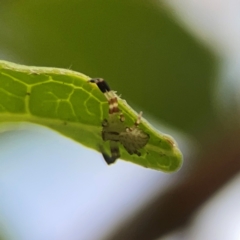 Thomisidae (family) at City Renewal Authority Area - 22 Dec 2023