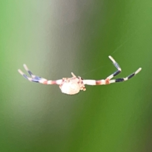 Thomisidae (family) at City Renewal Authority Area - 22 Dec 2023 06:20 PM