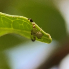 Thomisidae (family) at City Renewal Authority Area - 22 Dec 2023