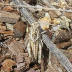 Gastrimargus musicus (Yellow-winged Locust or Grasshopper) at Lower Cotter Catchment - 22 Dec 2023 by Christine