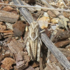 Gastrimargus musicus at Lower Cotter Catchment - 22 Dec 2023