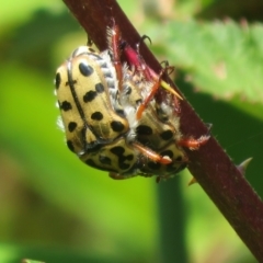 Neorrhina punctata (Spotted flower chafer) at Lower Cotter Catchment - 22 Dec 2023 by Christine