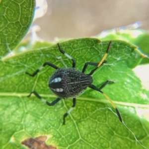 Poecilometis sp. (genus) at Holt, ACT - 23 Dec 2023