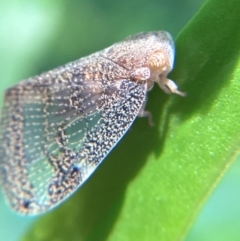 Scolypopa australis (Passionvine hopper, Fluffy bum) at Holt, ACT - 23 Dec 2023 by THATJAYKIDRICK