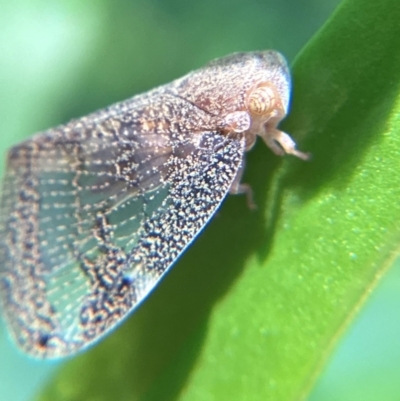 Scolypopa australis (Passionvine hopper, Fluffy bum) at Holt, ACT - 23 Dec 2023 by THATJAYKIDRICK