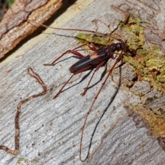 Epithora dorsalis (Longicorn Beetle) at Yass River, NSW - 23 Dec 2023 by SenexRugosus