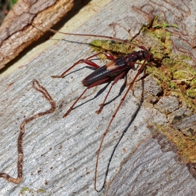 Epithora dorsalis (Longicorn Beetle) at Rugosa - 23 Dec 2023 by SenexRugosus