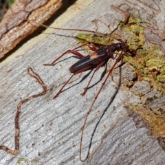 Epithora dorsalis (Longicorn Beetle) at Rugosa - 23 Dec 2023 by SenexRugosus