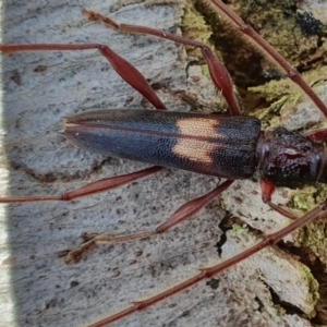 Epithora dorsalis at Rugosa - 23 Dec 2023