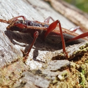 Epithora dorsalis at Rugosa - 23 Dec 2023