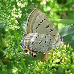 Jalmenus ictinus (Stencilled Hairstreak) at Rugosa - 23 Dec 2023 by SenexRugosus