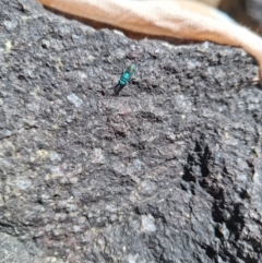 Chrysididae (family) (Cuckoo wasp or Emerald wasp) at Uriarra Village, ACT - 21 Dec 2023 by NickDaines