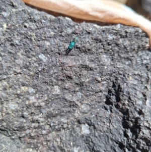 Chrysididae (family) at Cotter Reserve - 22 Dec 2023 10:35 AM