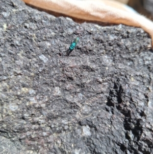 Chrysididae (family) at Cotter Reserve - 22 Dec 2023