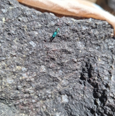Chrysididae (family) (Cuckoo wasp or Emerald wasp) at Uriarra Village, ACT - 21 Dec 2023 by NickDaines