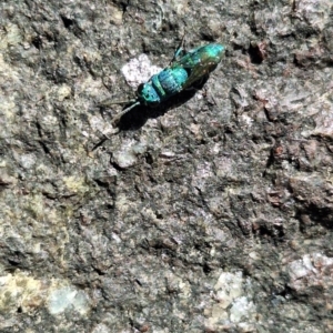 Chrysididae (family) at Cotter Reserve - 22 Dec 2023 10:35 AM