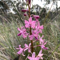 Dipodium roseum (Rosy Hyacinth Orchid) at Cook, ACT - 23 Dec 2023 by Matthewl