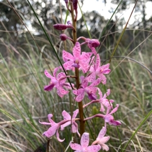 Dipodium roseum at Aranda Bushland - 23 Dec 2023