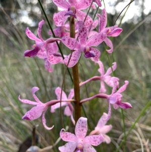 Dipodium roseum at Aranda Bushland - 23 Dec 2023