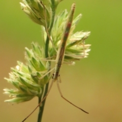 Mutusca brevicornis (A broad-headed bug) at Fadden, ACT - 22 Dec 2023 by KumikoCallaway