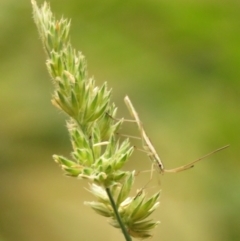 Mutusca brevicornis at Fadden Pines (FAD) - 23 Dec 2023