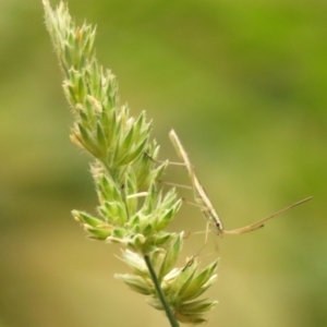 Mutusca brevicornis at Fadden Pines (FAD) - 23 Dec 2023