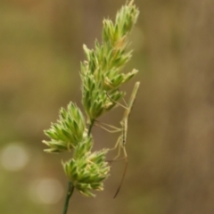 Mutusca brevicornis at Fadden Pines (FAD) - 23 Dec 2023