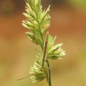 Mutusca brevicornis at Fadden Pines (FAD) - 23 Dec 2023