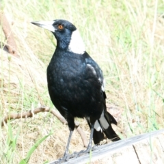 Gymnorhina tibicen (Australian Magpie) at Emu Creek - 22 Dec 2023 by JohnGiacon