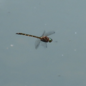 Hemicordulia australiae at Symonston, ACT - 23 Dec 2023