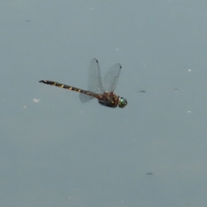 Hemicordulia australiae at Symonston, ACT - 23 Dec 2023 12:55 PM