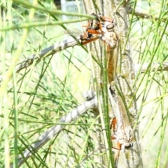 Asilidae (family) at Belconnen, ACT - 22 Dec 2023 by JohnGiacon