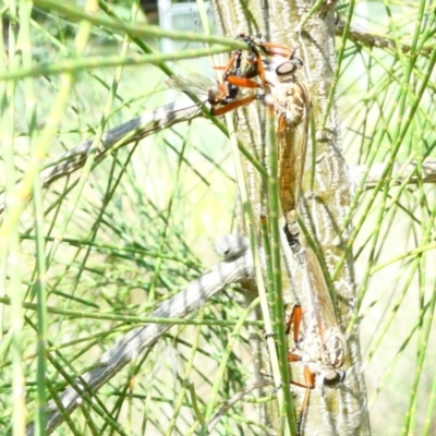 Unidentified Robber fly (Asilidae) at Flea Bog Flat to Emu Creek Corridor - 22 Dec 2023 by JohnGiacon