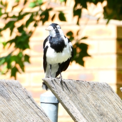 Grallina cyanoleuca (Magpie-lark) at Emu Creek - 22 Dec 2023 by JohnGiacon