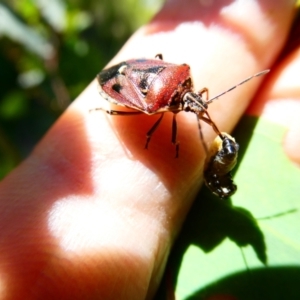 Cermatulus nasalis at Emu Creek - 23 Dec 2023